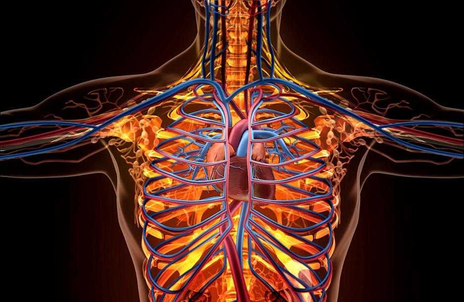Anatomy Of Human Organs In X-ray View