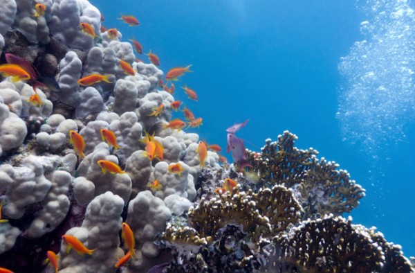 dnews files 2014 06 coral 140616 jpg1 e1448317962724 1