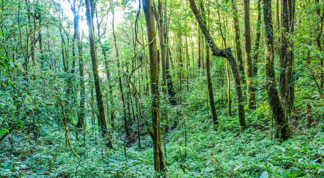 gogoodguru.com monday challenge release your inner tarzan jungle